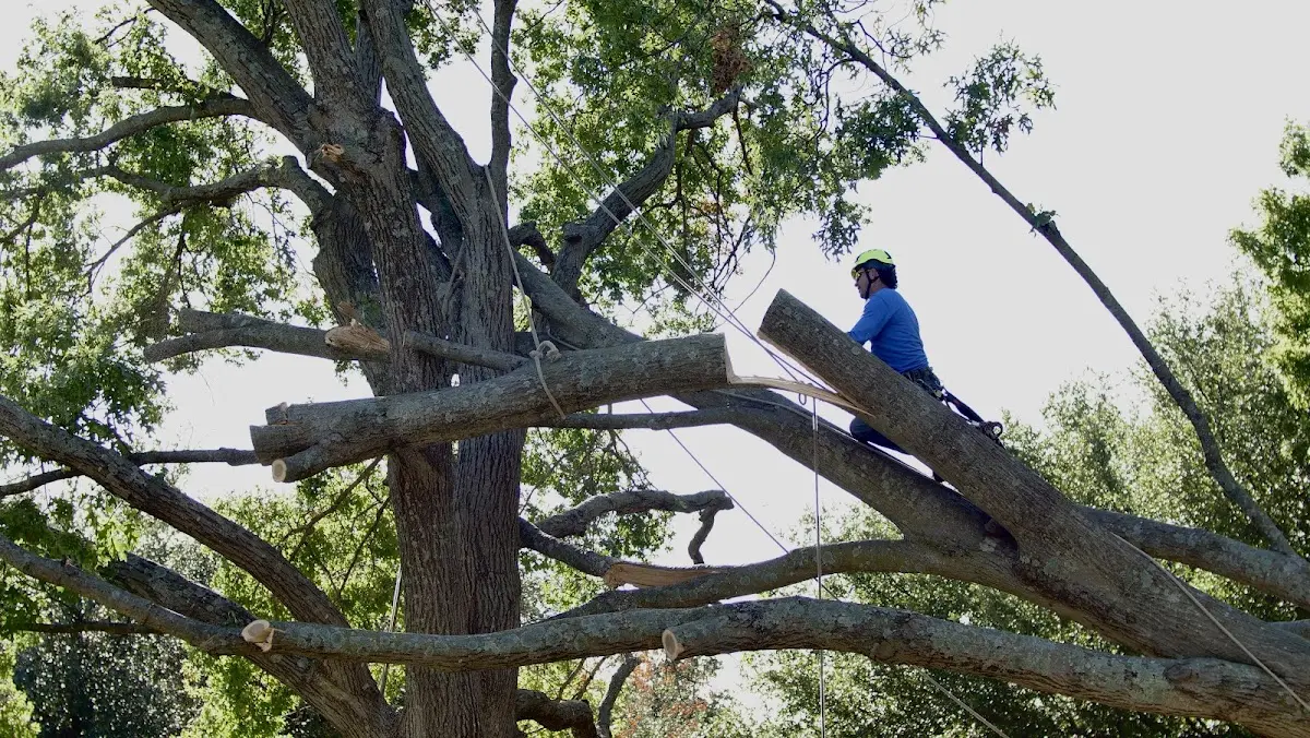Professional Crown Thinning performed by certified arborists in Livingston