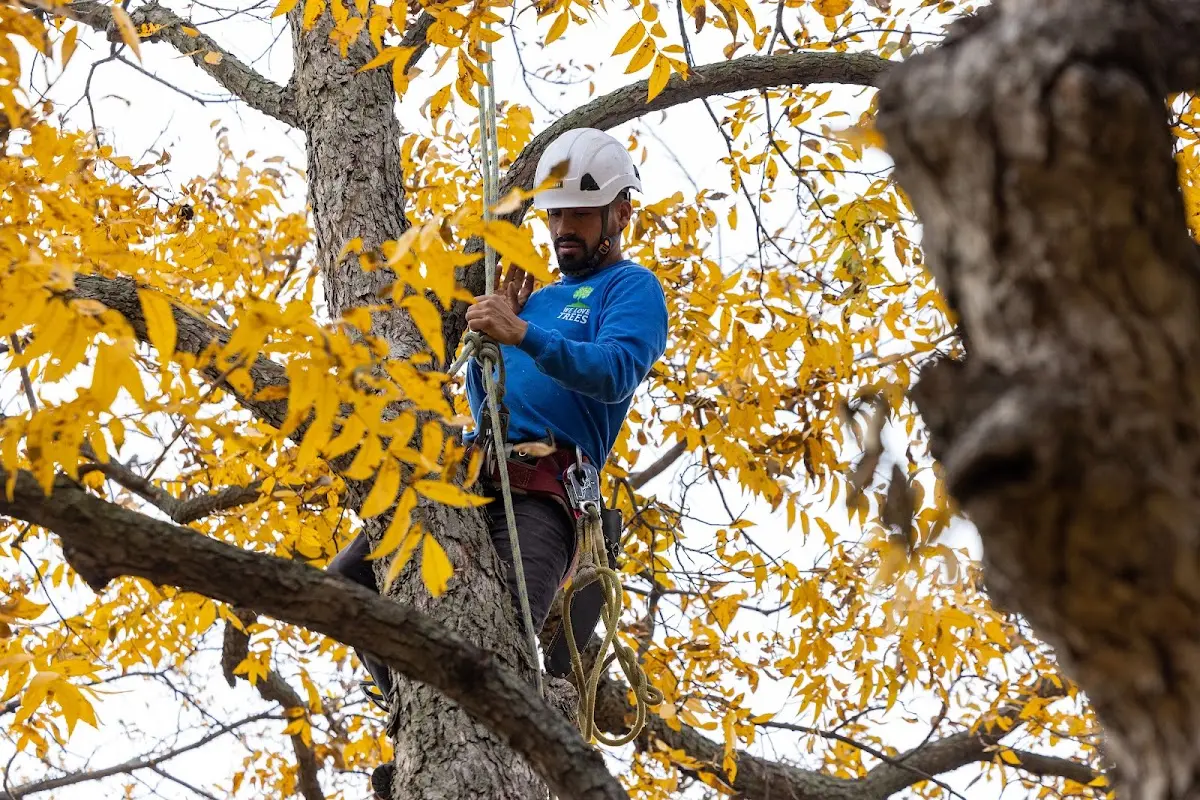 Skilled Storm Damage Cleanup crew working in Livingston